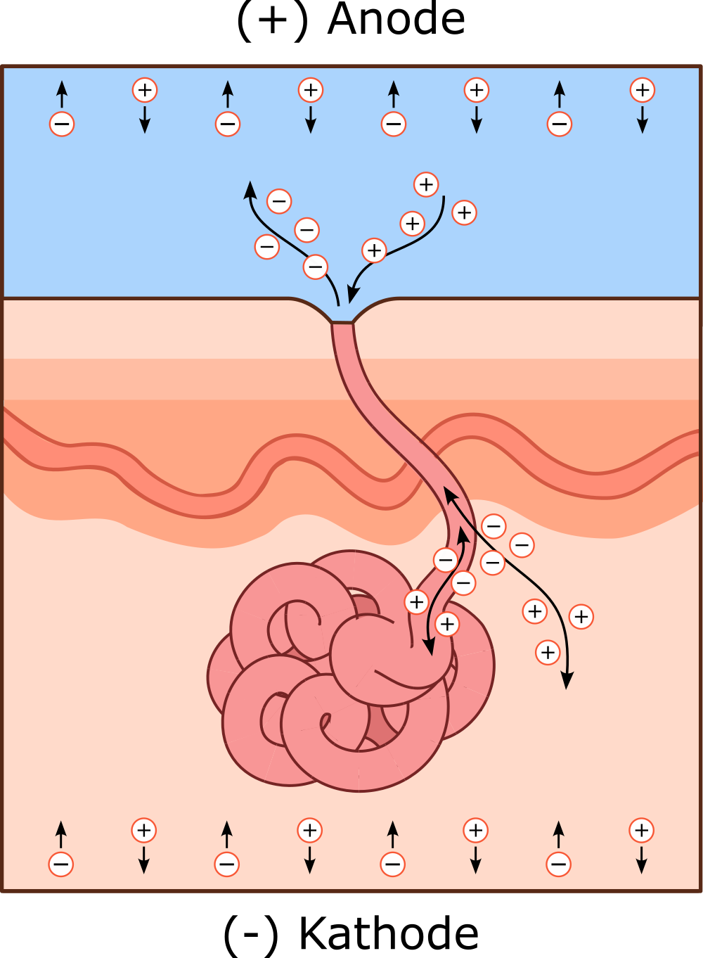 Wirkprinzip der Leitungswasser-Iontophorese - Transport der Ionen durch die Haut und speziell der Schweißdrüsen